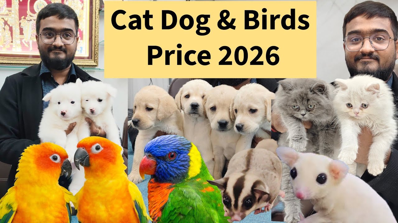 Pet Shop in Ahmedabad | Dog, Cat and Birds | Guli Guli Pet Shop