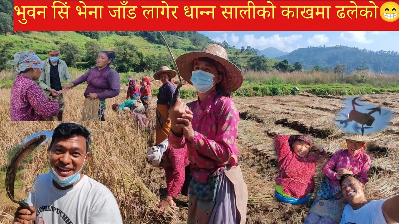 मिठो जाँडले खेताला सबलाई लाग्यो😁 करौती हासियाले हात काट्यो 🥺इन्डियन करौती #village #bimlaale 
