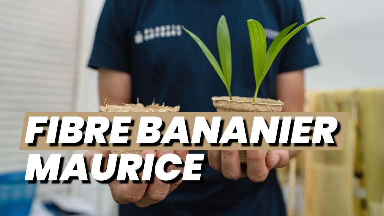 MAURICE - Les pots de semis en fibres de bananier de Haree