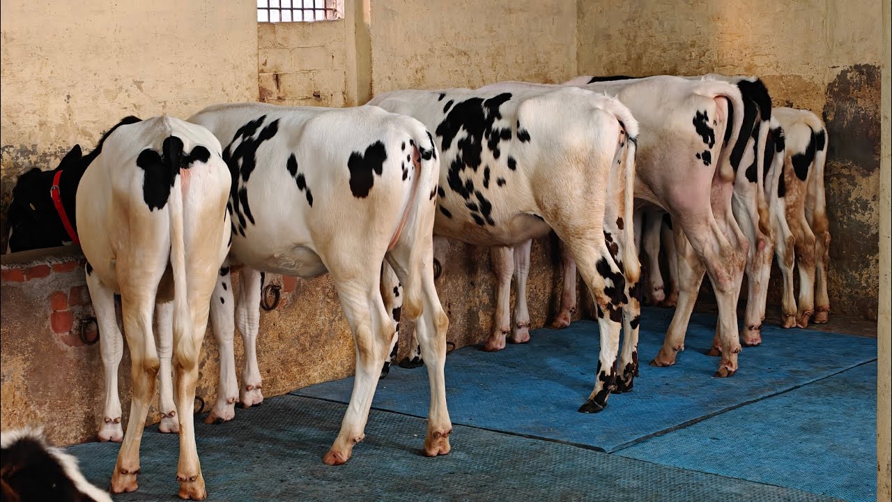 20 Heifers for sale, 20 ਵਹਿੜਾਂ ਨਿਰਮਲ ਭੁੱਚੋ ਖੁਰਦ ਵਾਲੇ ਕੋਲ 