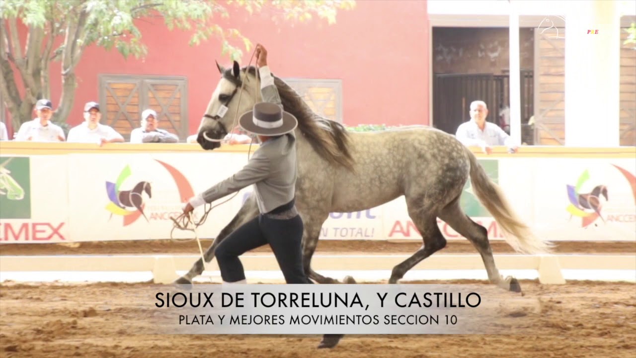 GUADALAJARA 2017, CONCURSO ANCCEMEX CABALLOS PRE
