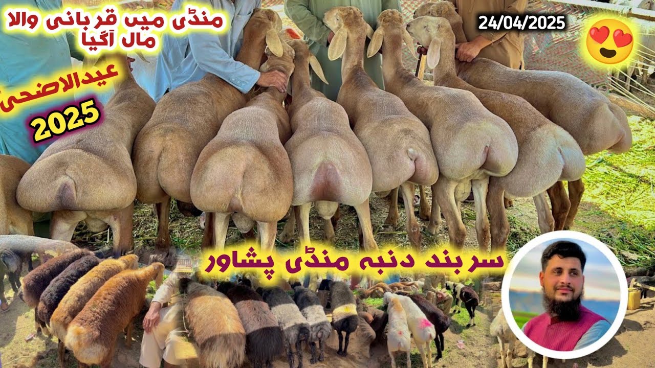 Sarband Dumba Mandi Peshawar New Updates 24/04/2025 | Turkey Balkhi Qurbani Sheep Prices | Izhar Ali