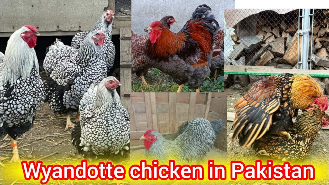 wyandotte chicken in Pakistan | silver laced wyandotte | golden laced wyandotte | wyandotte chicken