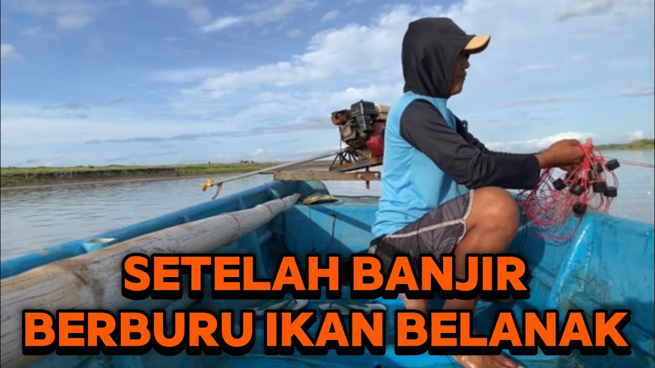HABIS BANJIR KITA BERBURU IKAN BELANAK LAGI LUR 