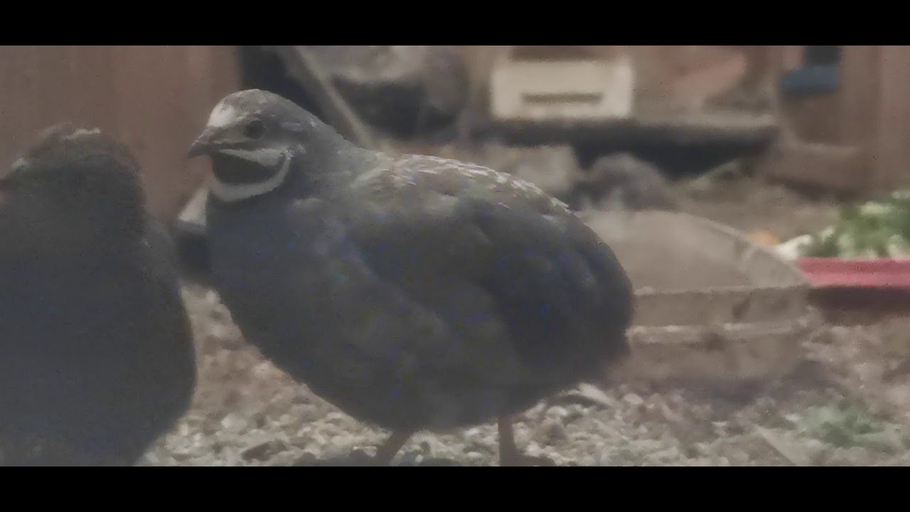 Przepiórki Chińskie (Excalfactoria chinenesis) krótki opis gatunku. VLOG14 10.01.2021 👇Info opisie👇