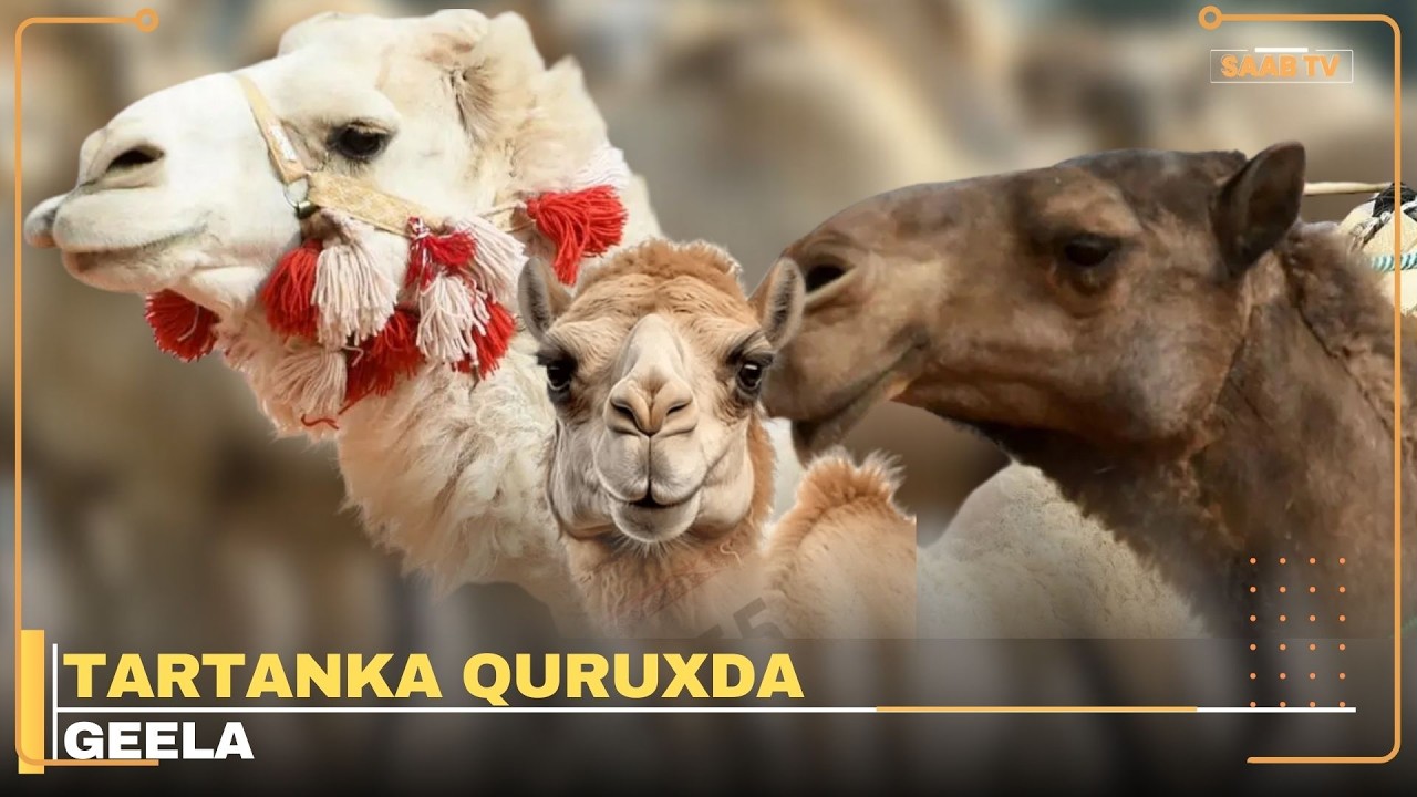Geel la ogaaday in qaliinka is-qurxinta lagu sameeyay,  oo laga saaray tartanka quruxda geella.