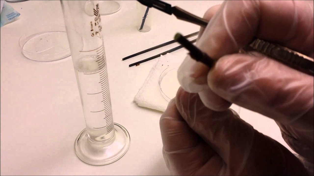 How to clone or take cuttings of Phalaenopsis using flower stems in multiplication medium