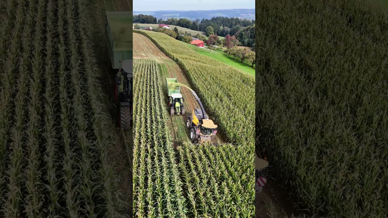Mais Prasident 🌽😂#h&auml;ckseln #mais #farming #viralshort