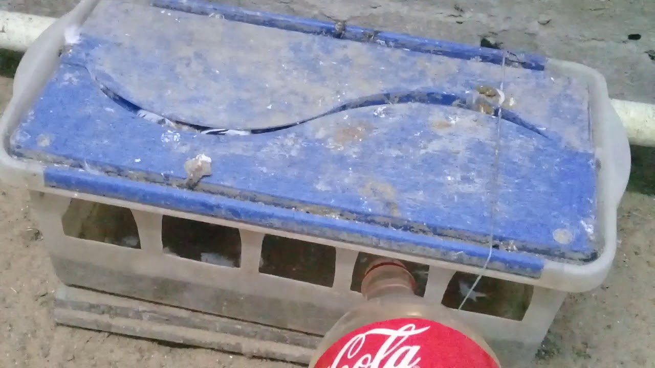 1.03.18г.АСД фракция 2 для голубей!