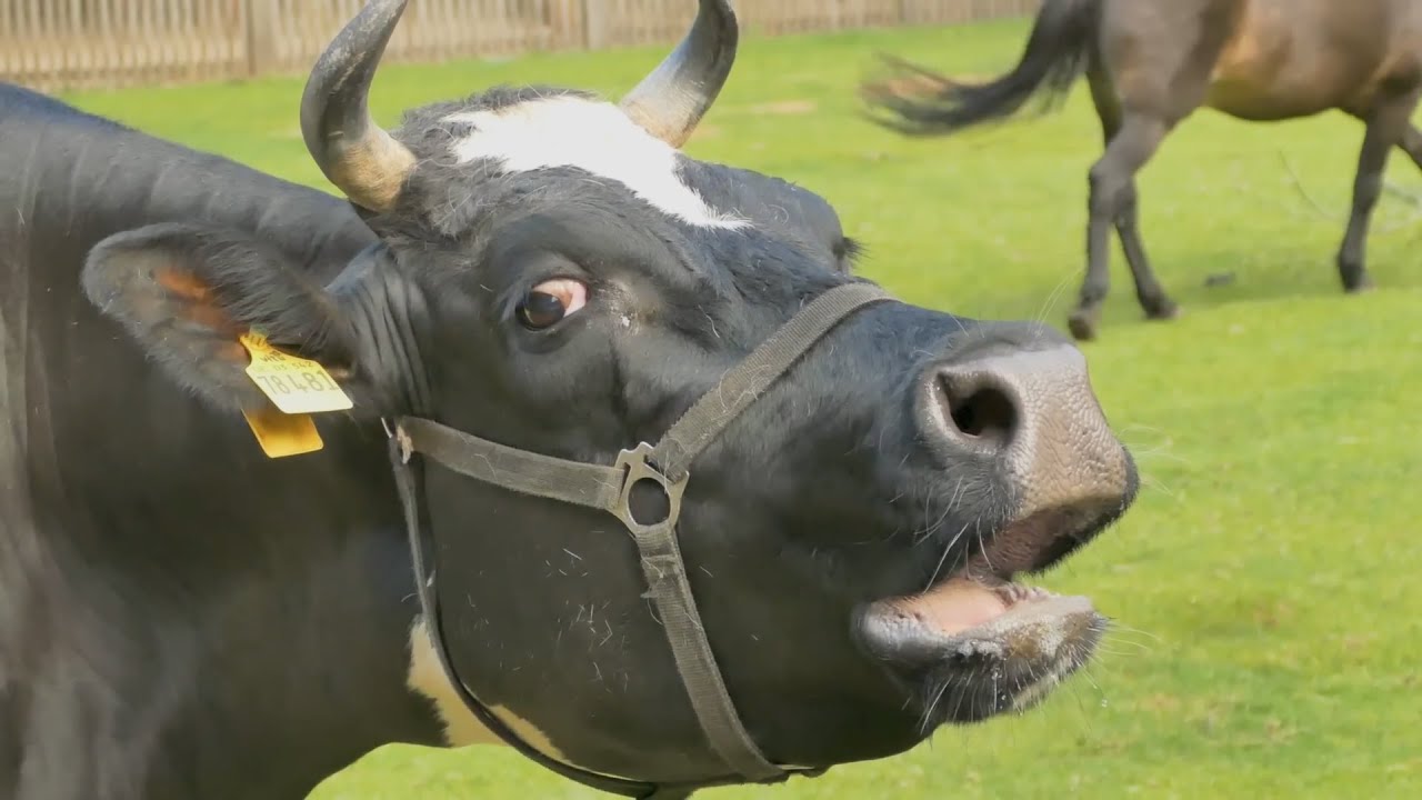 MOO