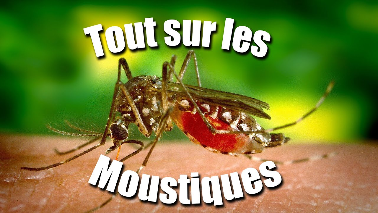 Tout sur les moustiques! - Kids News Break