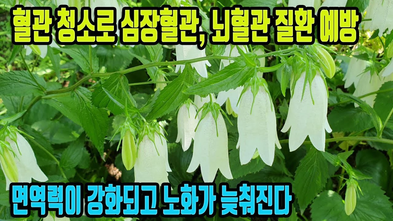 섬초롱꽃-나물맛이 뛰어난 약초! 피를 맑게하고, 혈관청소로 심장혈관 질환과 뇌혈관 질환을 예방하고, 당뇨를 개선하며, 면역력을 크게 높여준다