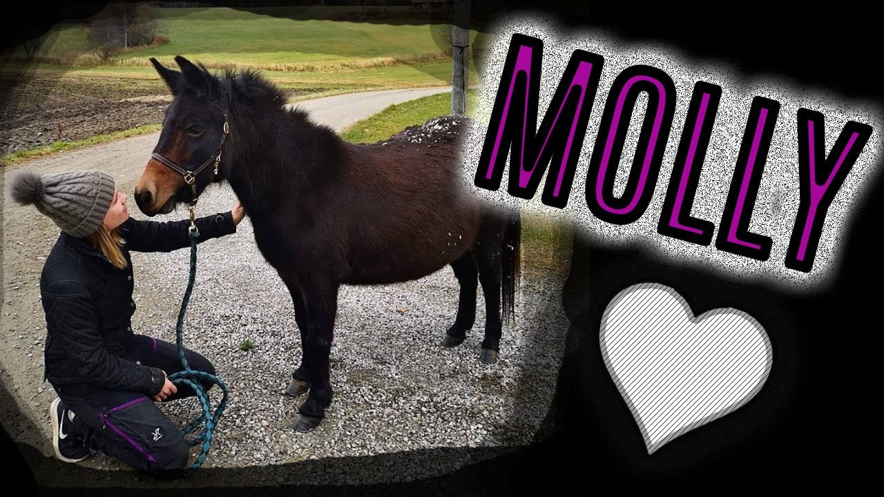 VLOGG: MULDYRET MOLLY!