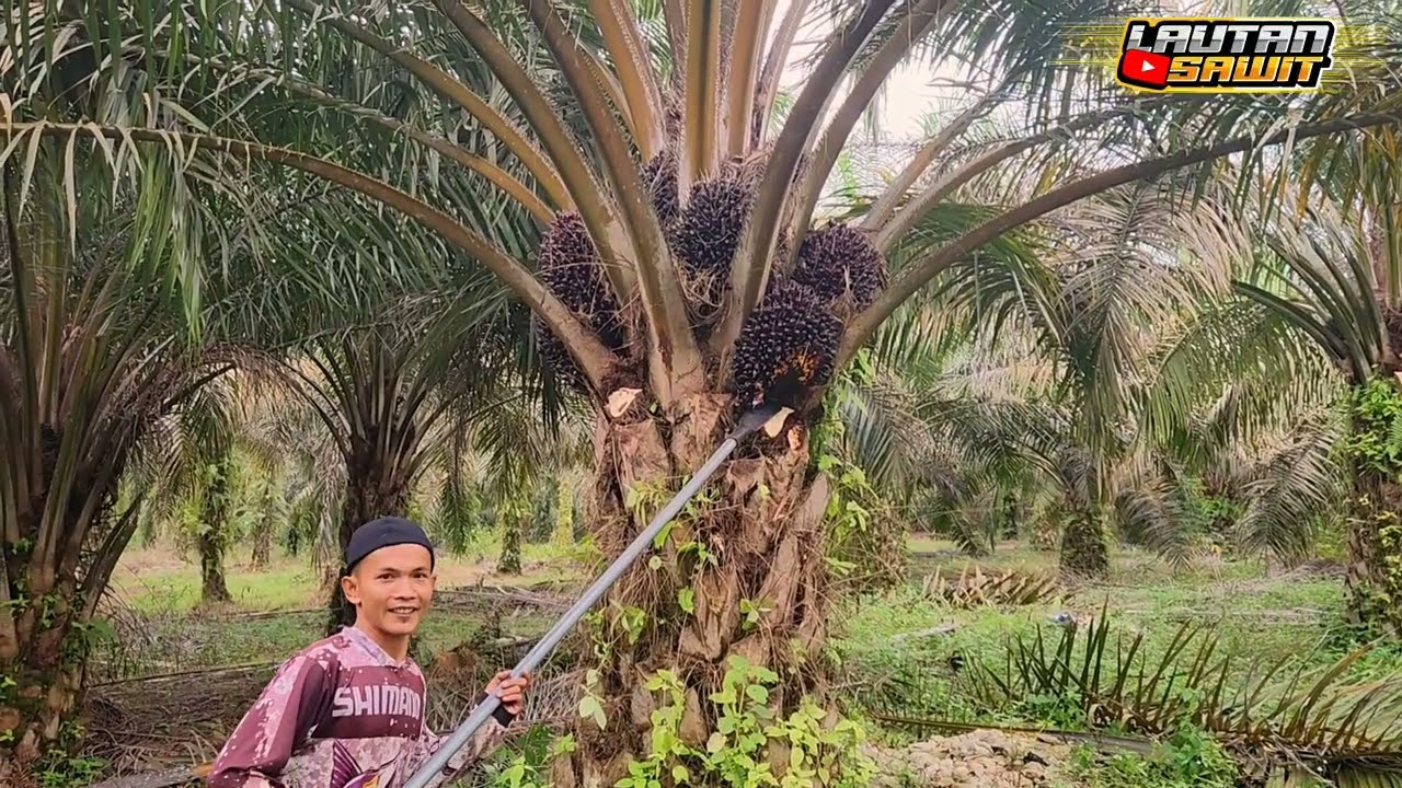 Pemula manen sawit