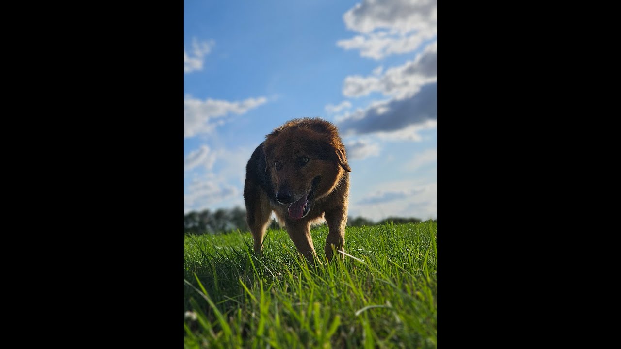 Happy Birthday Yogi!!!