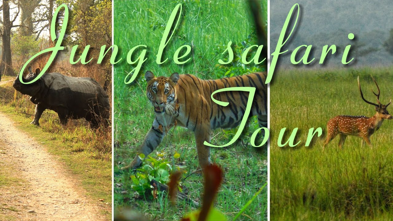 Jungle Safari Tour🔥 Tiger 🐯