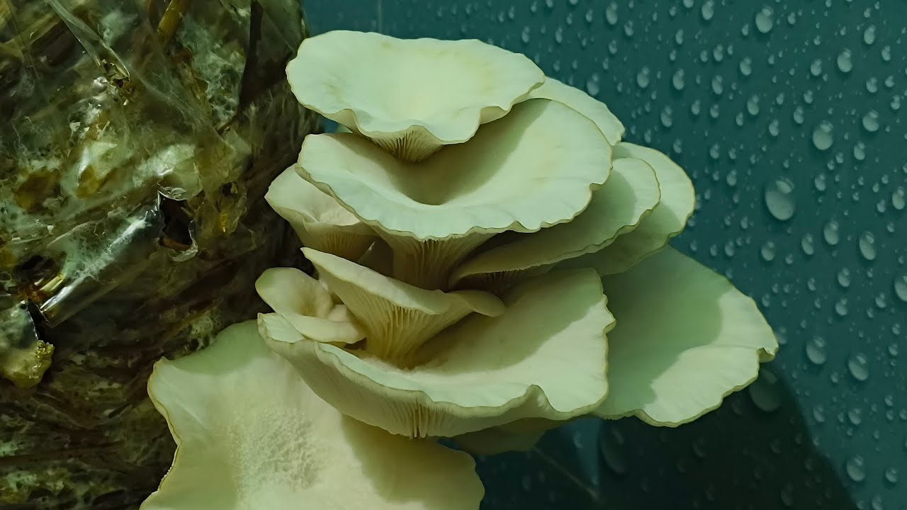 উফ কি দারুন লাগে খেতে!কিছুই লাগবে না শুধু চা দিয়ে খেয়ে দেখুন অবাক হয়ে যাবেন //evening snacks 