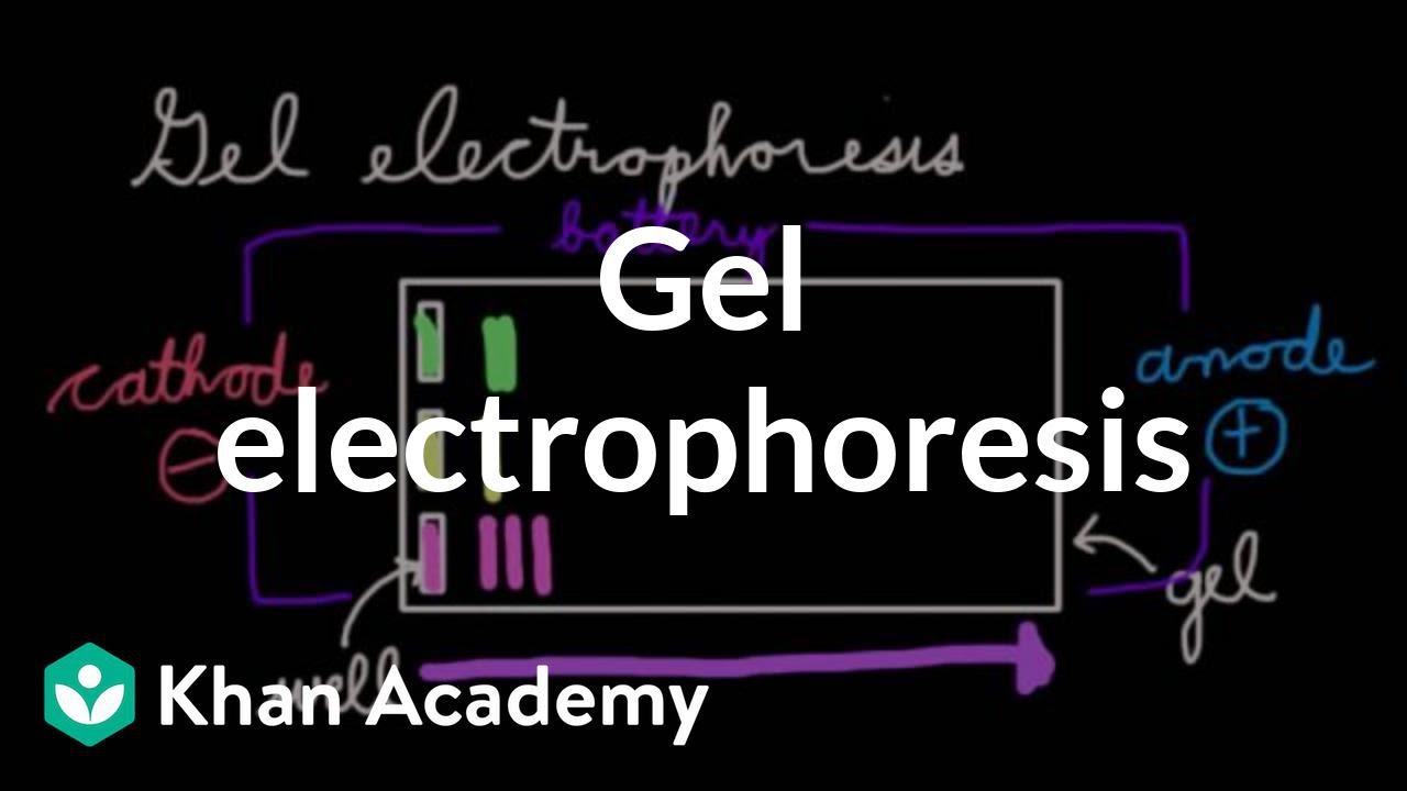 Gel electrophoresis | Chemical processes | MCAT | Khan Academy
