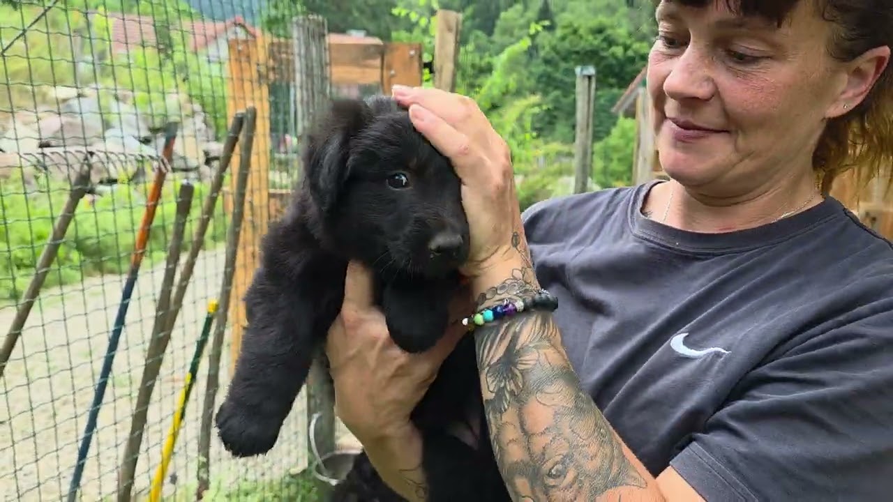 Les chiots de Shine et Chester dans leur sixième semaine.