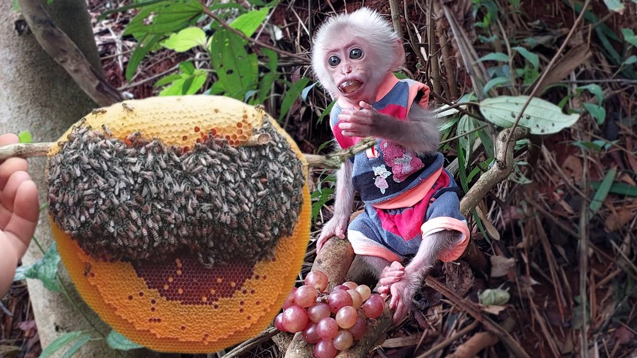 Monkey Bon and Dad encountered a honey bee nest while cutting bamboo