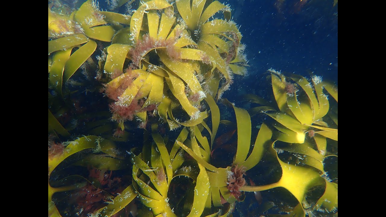 Snorkelling in Scotland - Marine Life - Berwickshire 2022 - Snorkelling with Snorkel Wild