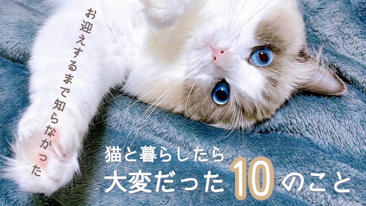 ねこと暮らしたら大変だった10のこと｜ねこ飼いあるある