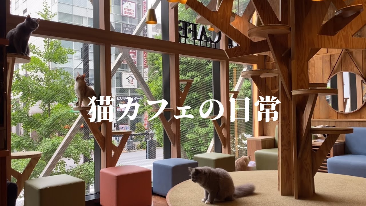 猫カフェの日常