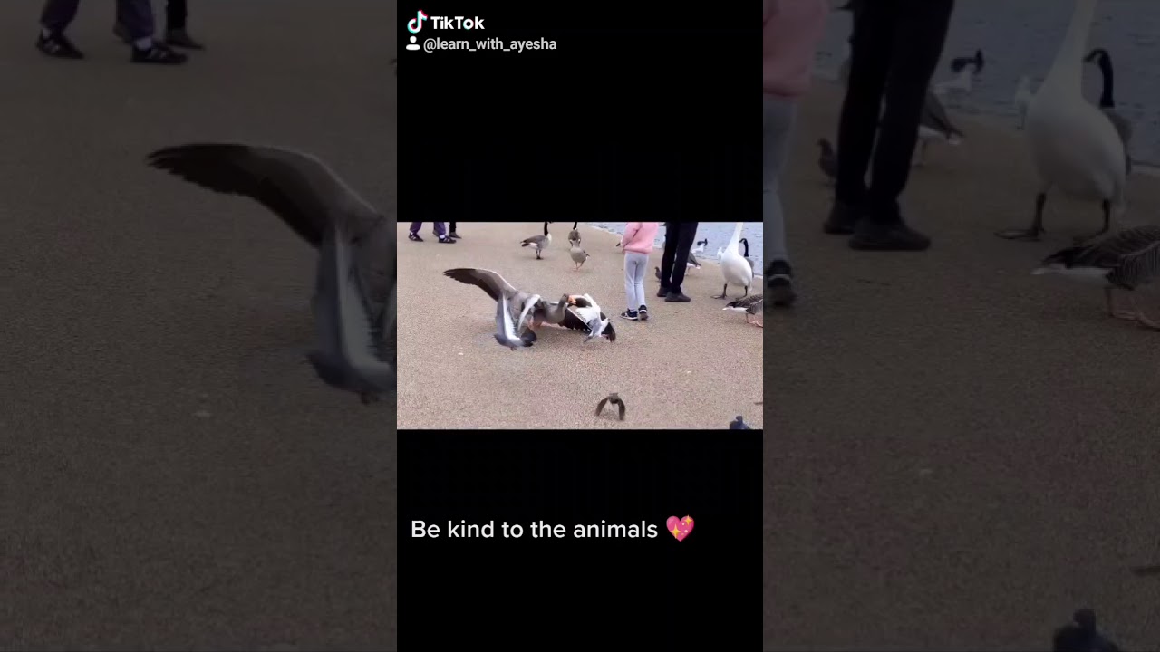Let's be kind to animals