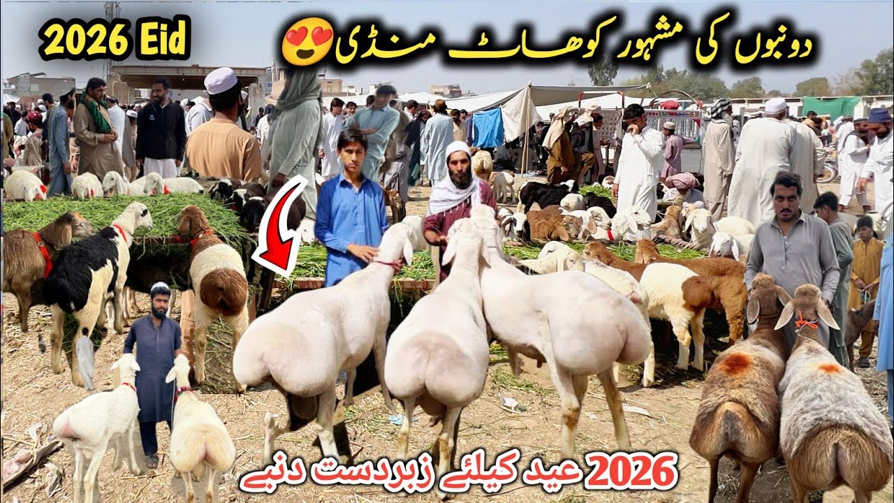 Pakistan Famous Kohat Mandi Updates 15 March 2026 - 2026 Qurbani Ka Mall - Zero Size Dumby 