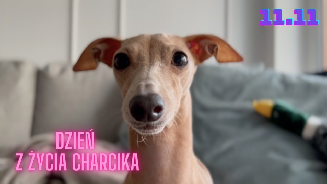 Dzień Figi - czyli CHARCIKA WŁOSKIEGO, Sesja i spacer