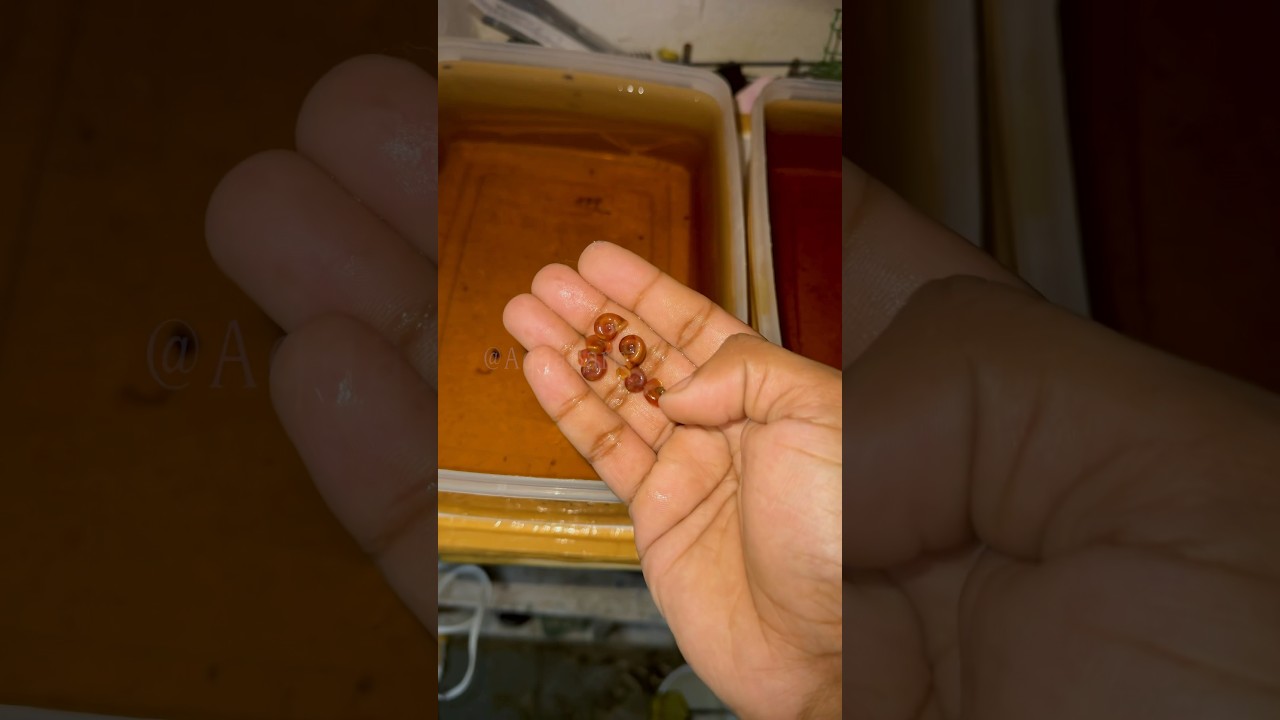 Betta Fish Breeding Update #telugu #bettafish #breeding #barungsai#tending #viralvideo #betta