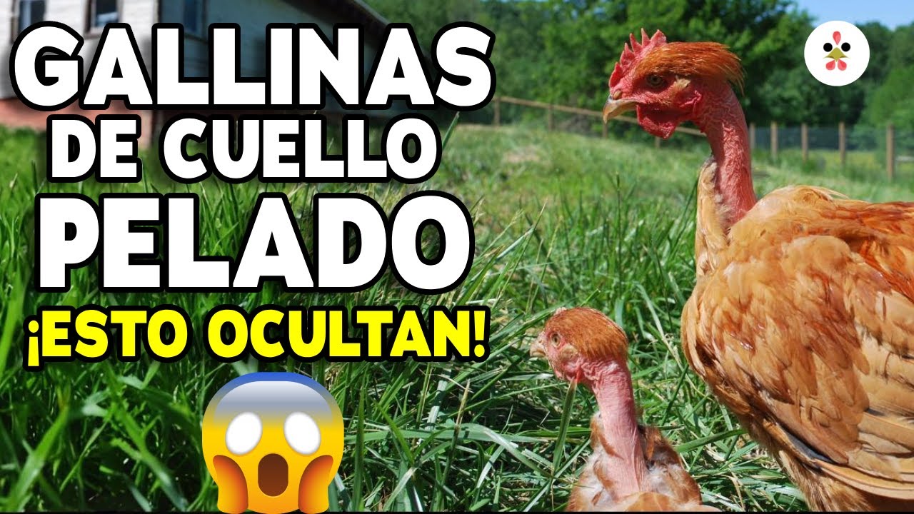 ¿Tus gallinas no tienen plumas en el cuello? Aquí van 10 datos rarísimos