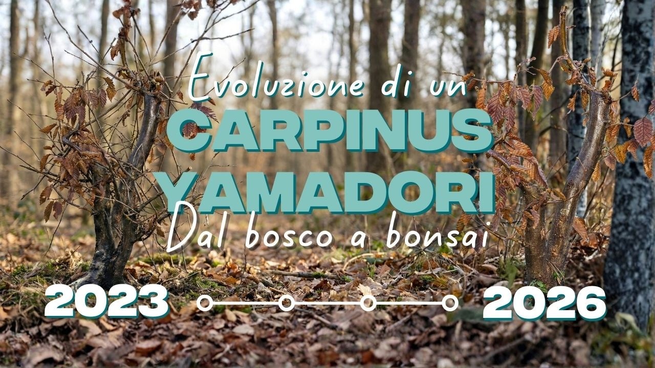 Da albero selvatico a bonsai: tre anni di trasformazione
