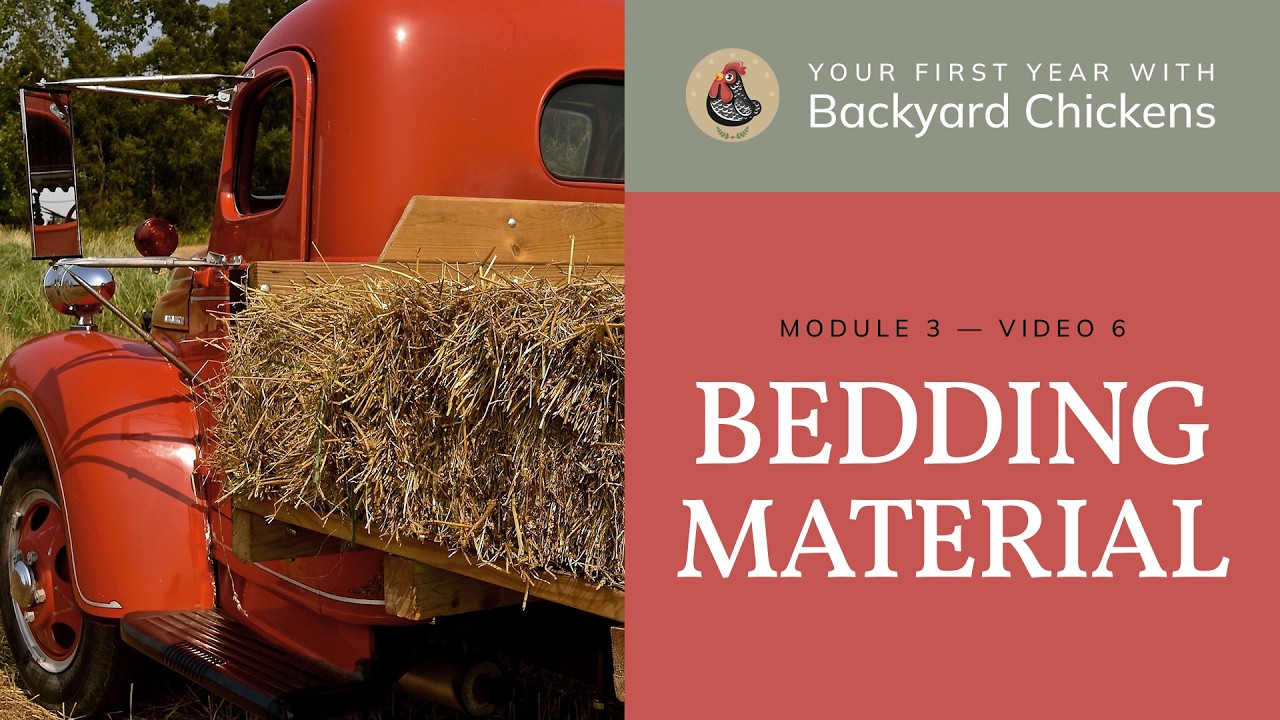 M3 V6 Coop & Run: Bedding Material