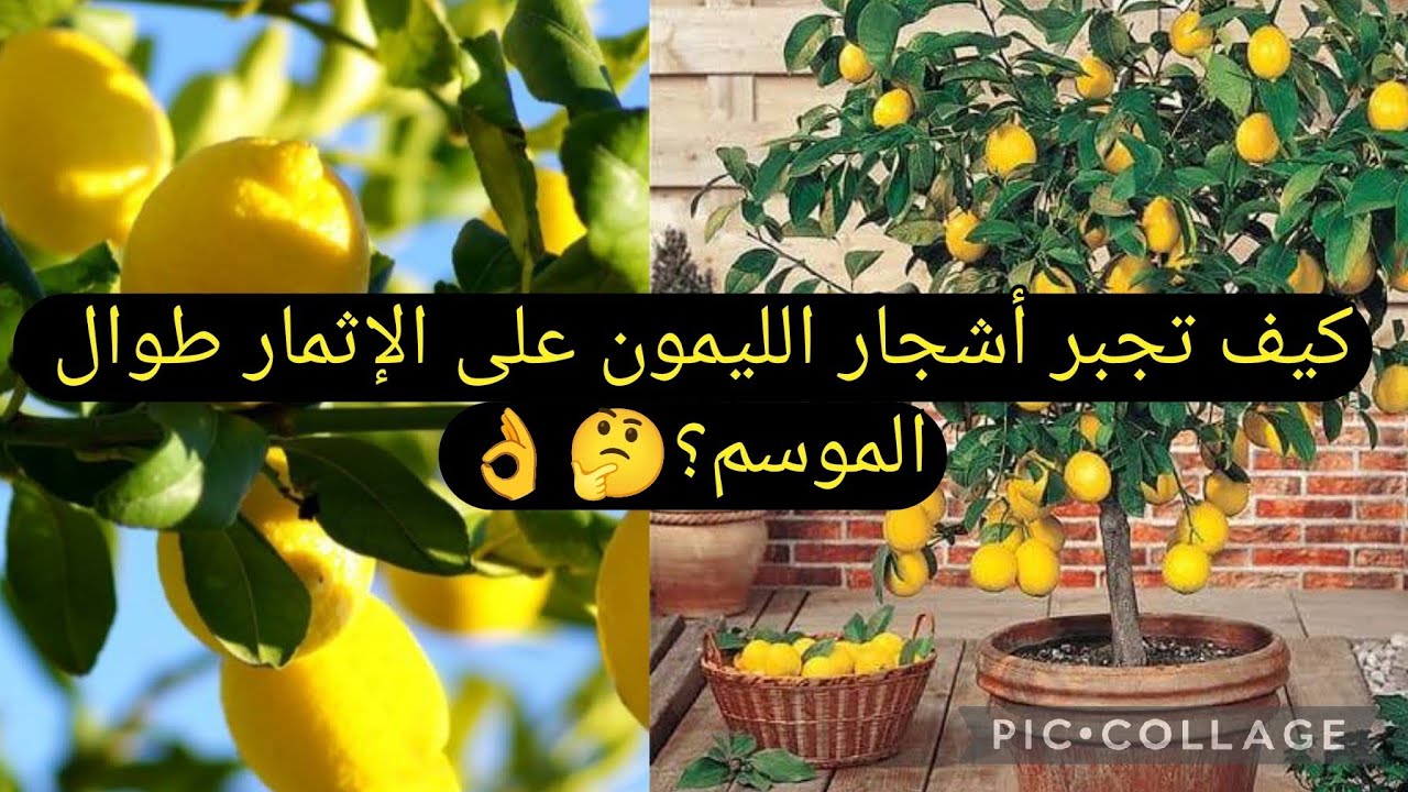 خطوات بسيطة تجبر أشجار الليمون على الإثمار طوال الموسم 😎#explore #garden