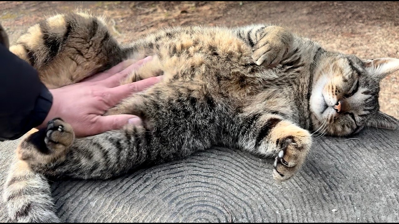 会う度超フレンドリーに接してくれる山の隠れキャラレアキジ猫