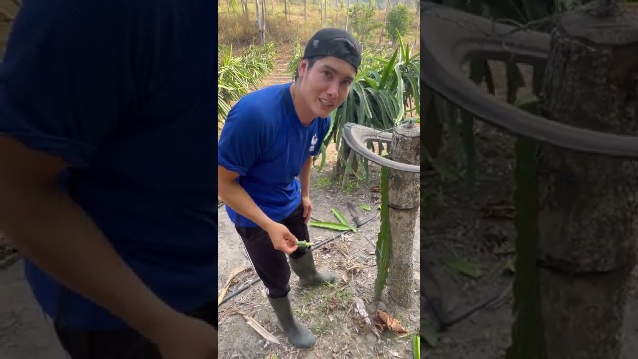 Injerto en pitahaya
