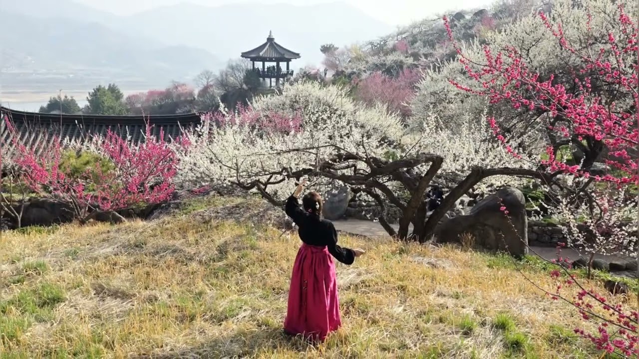 광양 매화마을 (2025.3.25) 노래 : 비발디 사계~봄
