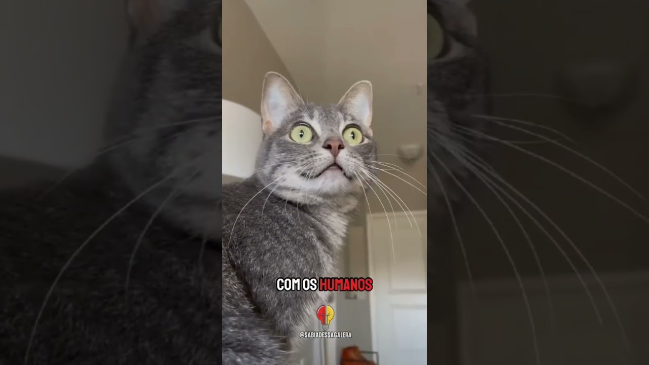 5 MANEIRAS DE ENTENDER MELHOR O SEU GATO  