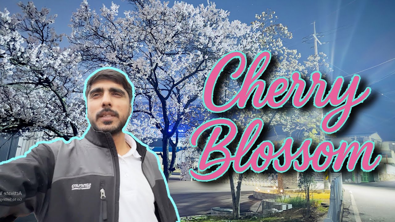 Cherry Blossom is Here in Southkorea!