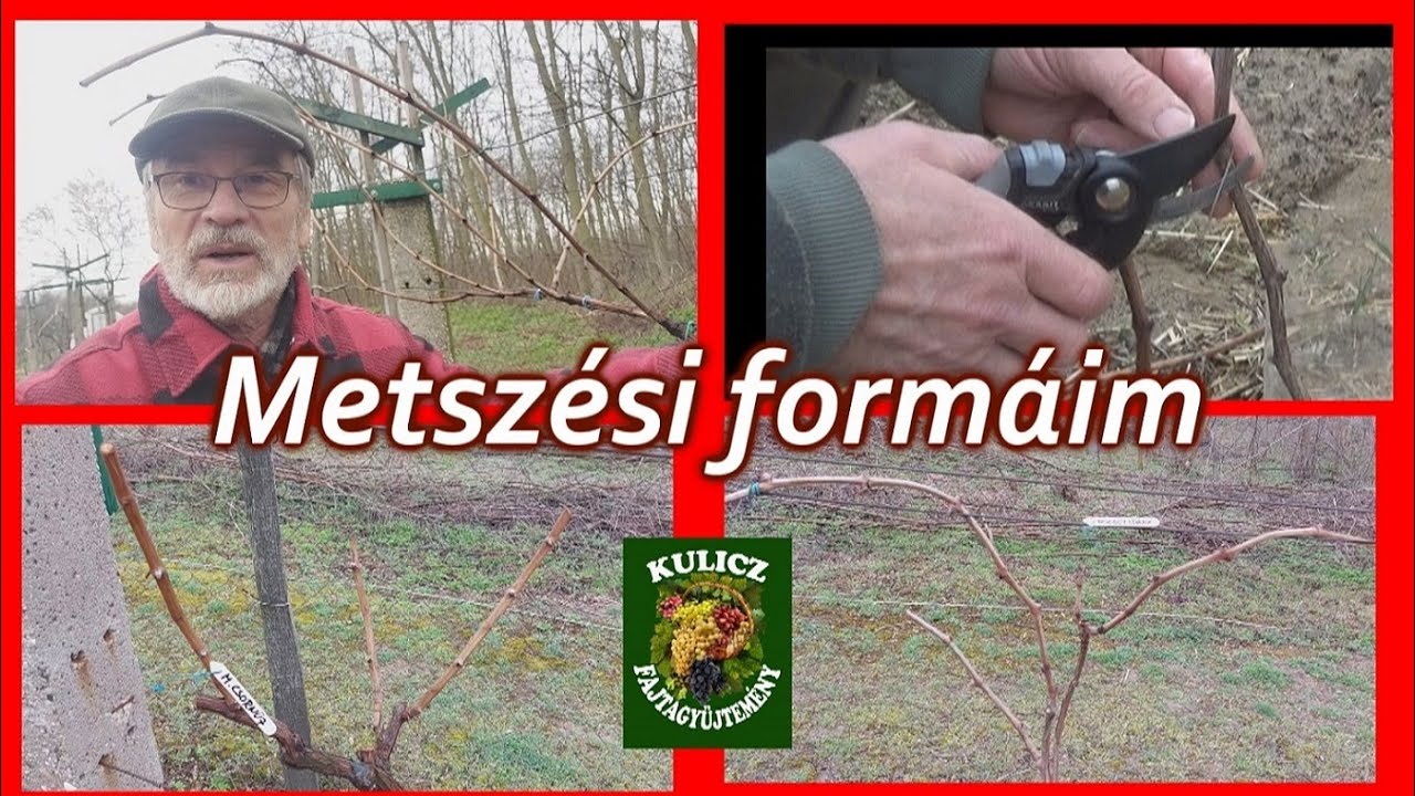 HOGYAN METSZEM A SZŐLŐT A SZÉP FÜRTÖKÉRT?
