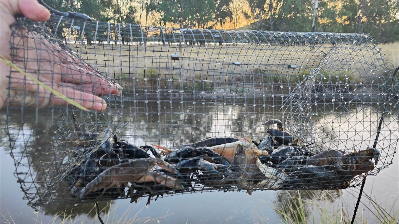 The Yabby Motherload. I Caught So Many Yabbies