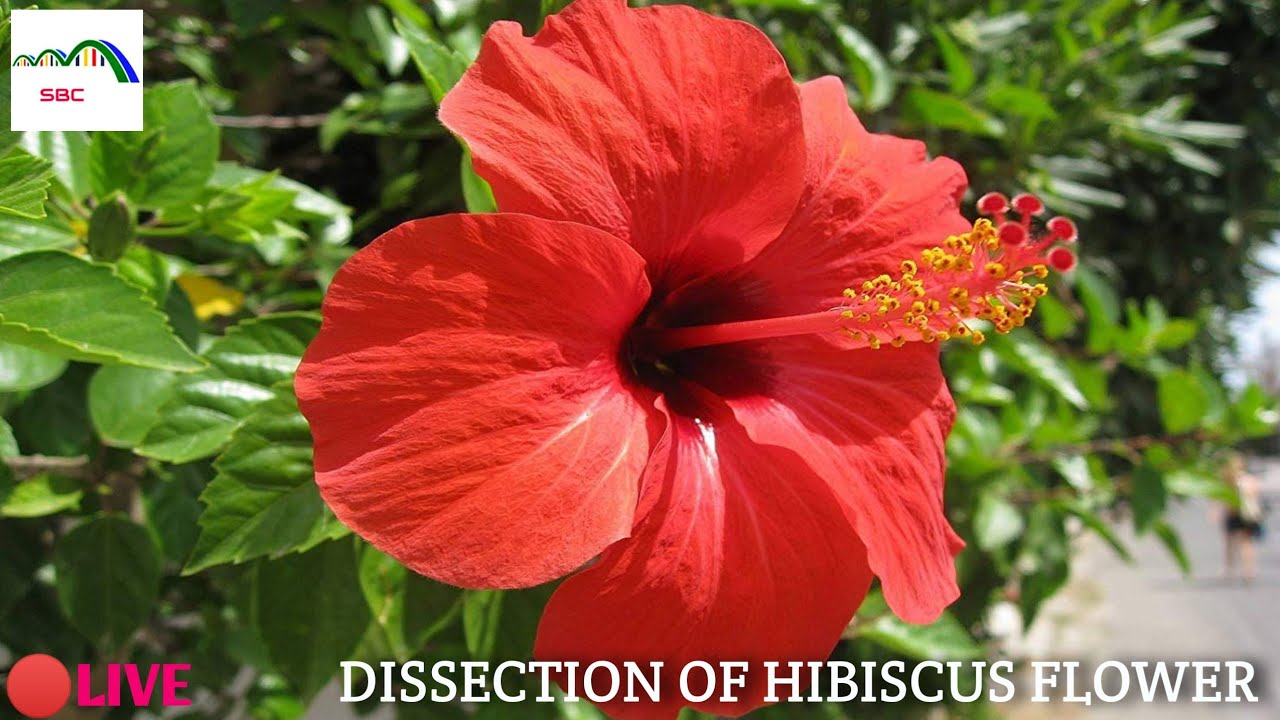 DISSECTION OF A HIBISCUS FLOWER | STRUCTURE AND PARTS OF A FLOWER | #SWARNIMBIOLOGYCLASSES