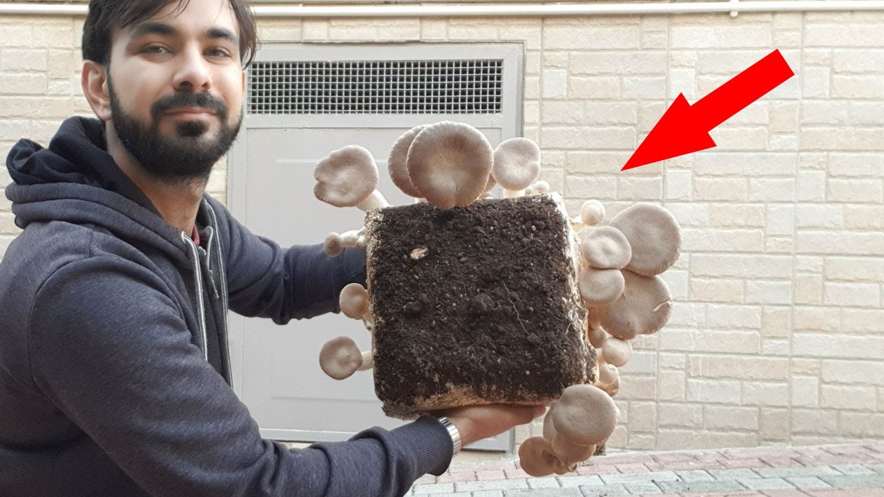COLTIVARE FUNGHI IN SGABUZZINO E GARAGE