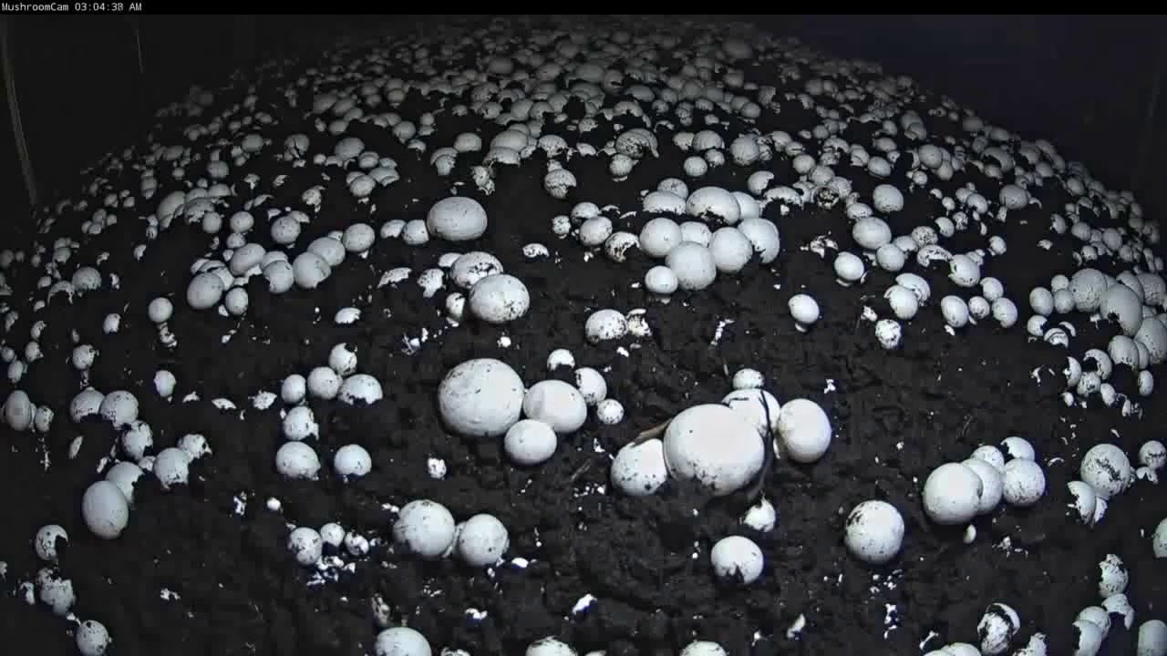 Time Lapse: Mushrooms Growing