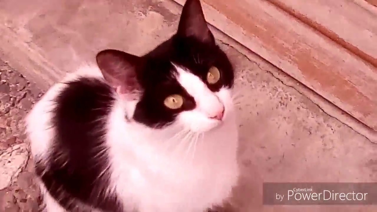 chatons joueurs