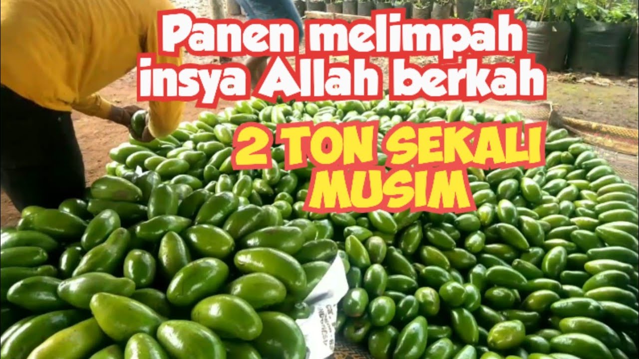 Panen melimpah insya Allah Berkah