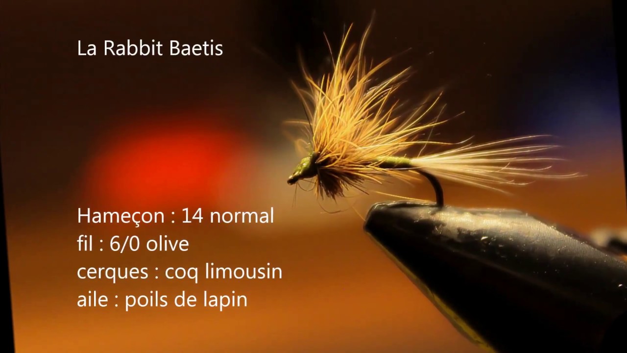 La rabbit baetis