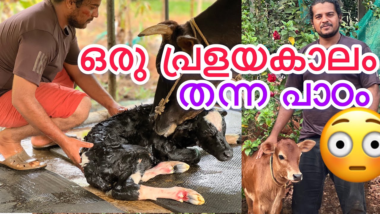 ഒരു പ്രളയം പഠിപ്പിച്ച പാഠം ക്ഷീര കർഷകനിലേക്ക് ❤️
