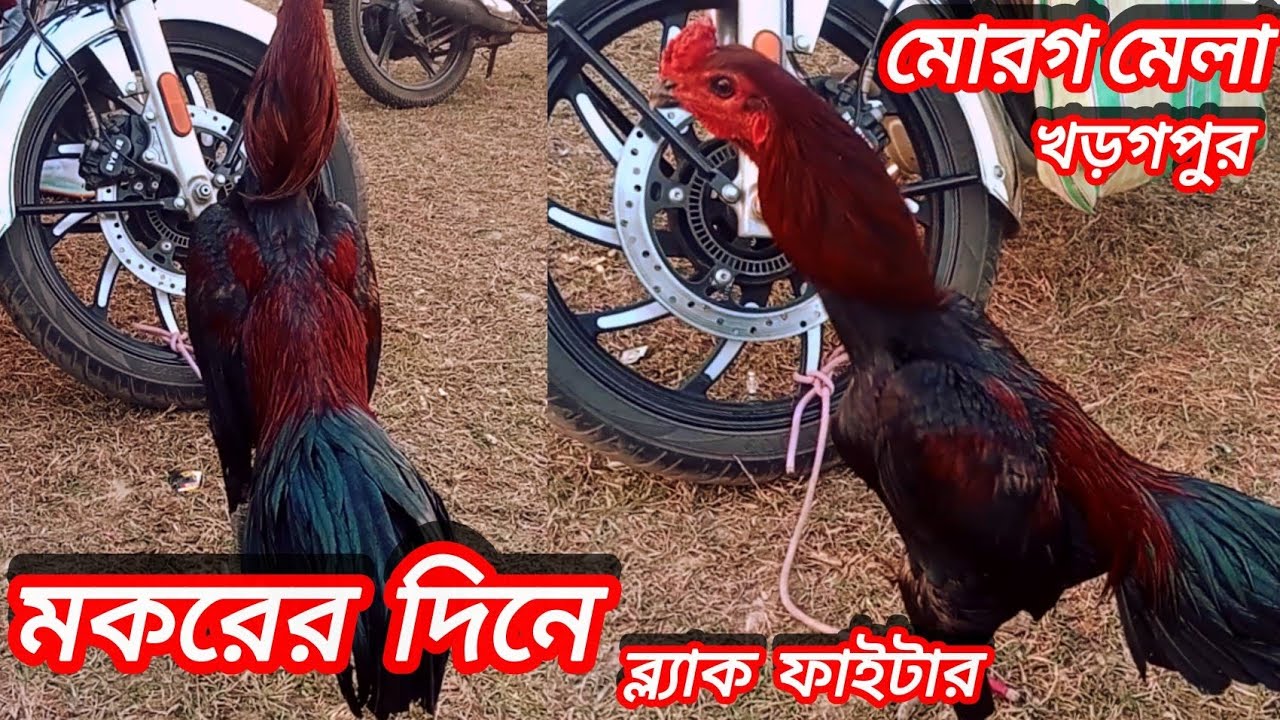 মকর সংক্রান্তিতে শাহী মোরগ লড়াই খড়গপুর l Murga Ladai Kharagpur